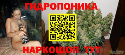 шишки Новодвинск